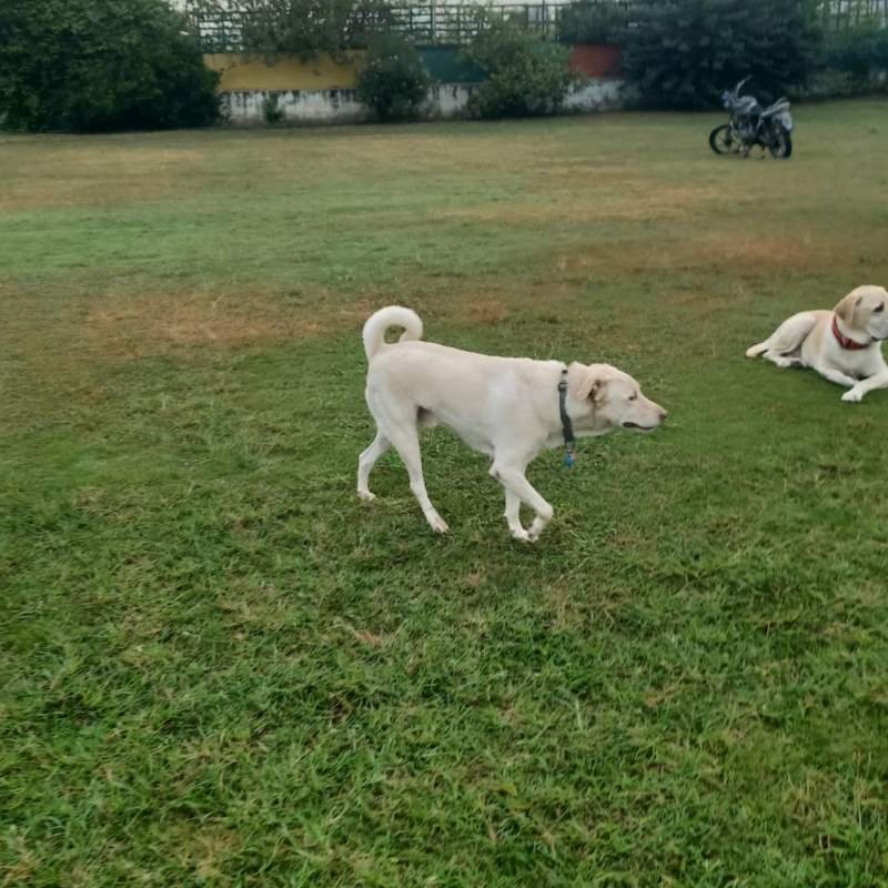 Safe and Trusted Dog Boarding in Gurgaon