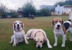 Safe and Trusted Dog Boarding in Gurgaon