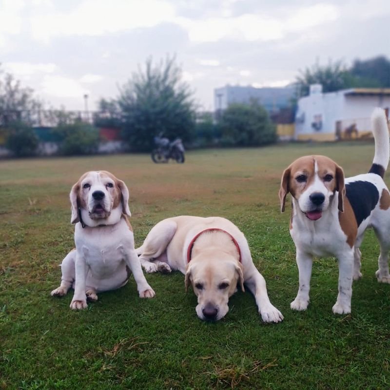 Safe and Trusted Dog Boarding in Gurgaon