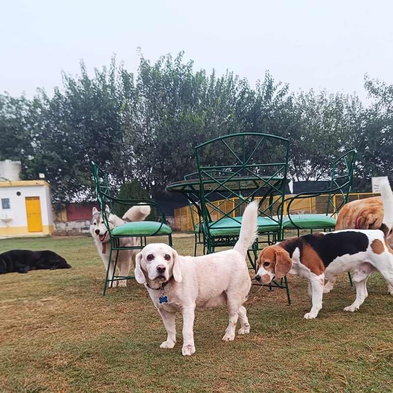 Dog Playschool Gurgaon Sector 75 | Swimming, Playing & Socialization