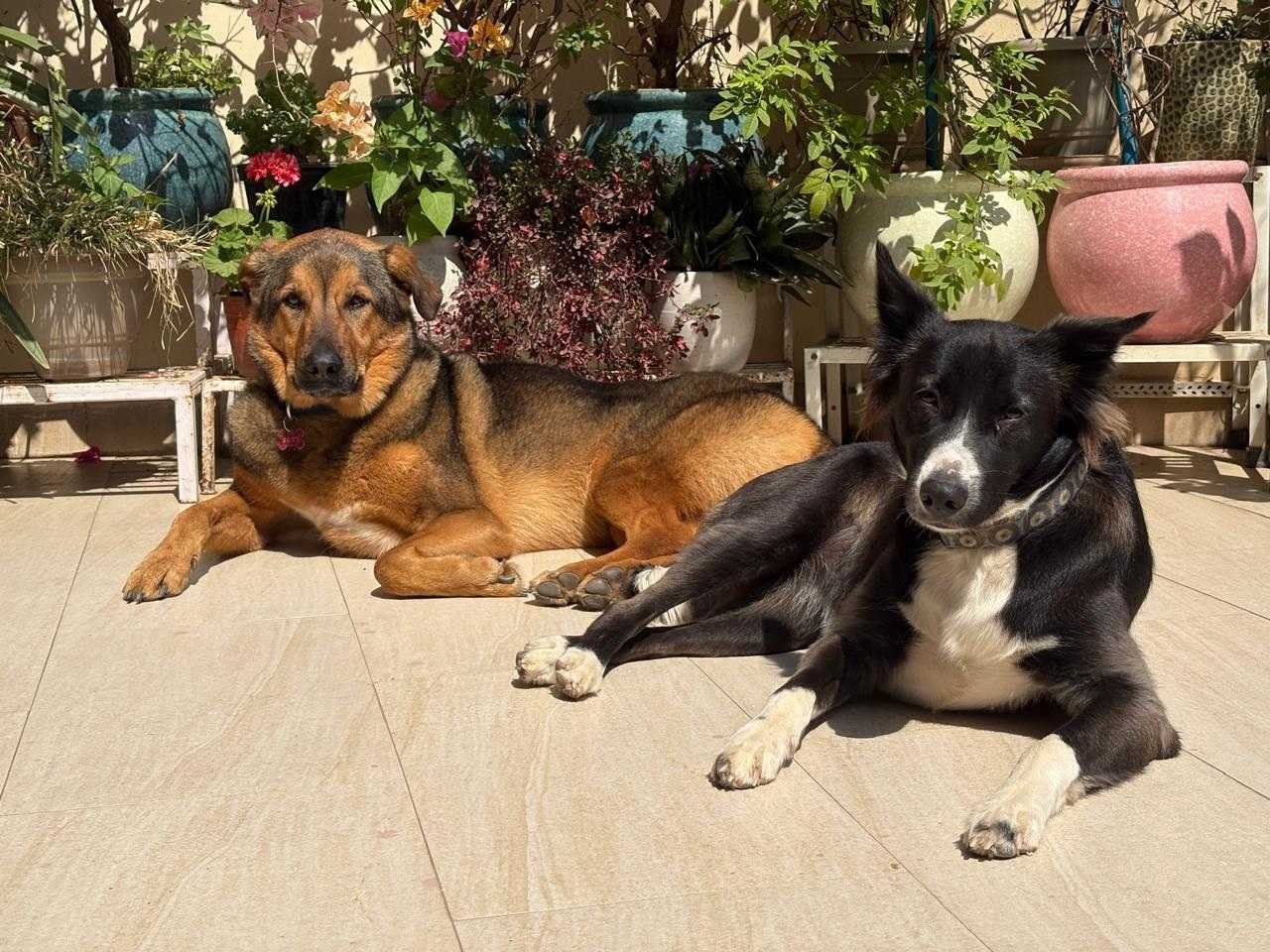 Safe Dog Boarding in Gurgaon | No Kennels + Large Rooms + AC