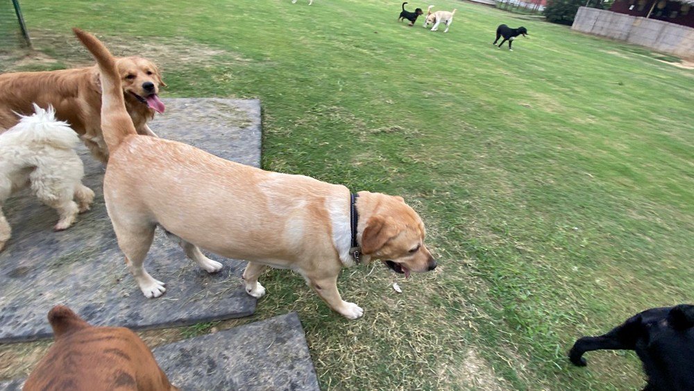 Dog Play School Services | Outdoor Activities + Safe Space