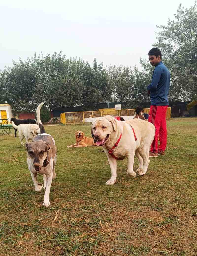 Kennel Free Dog Boarding in Gurgaon | Group Play + Comfortable Rooms